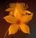 chapter flower