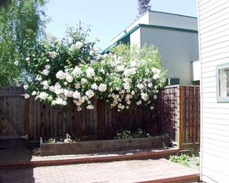 LgRose.jpg (41340 bytes)