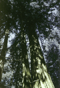 real nice redwood trees