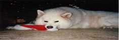 Sami, a Samoyed