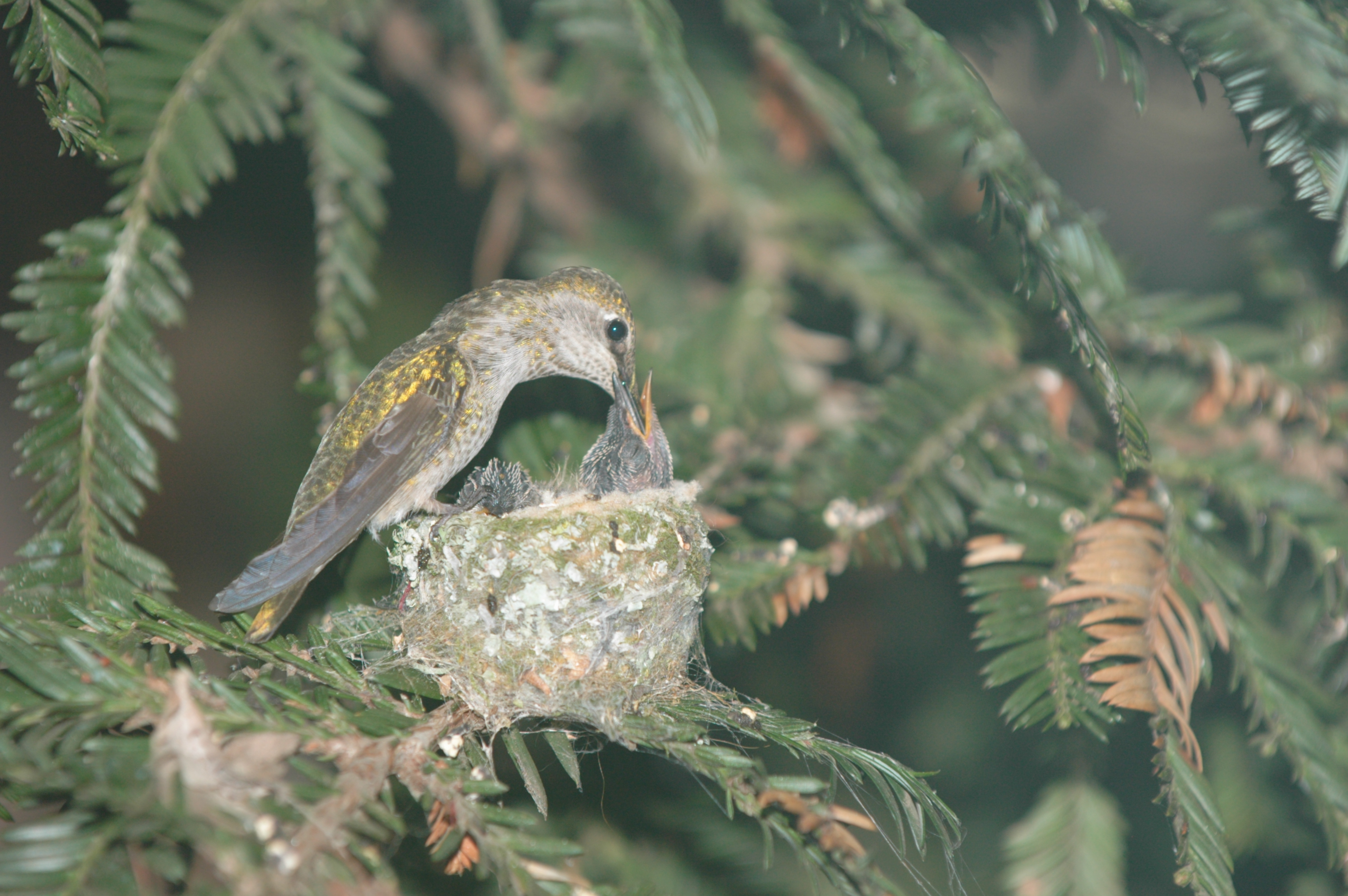 Cover of Bird Nest Book