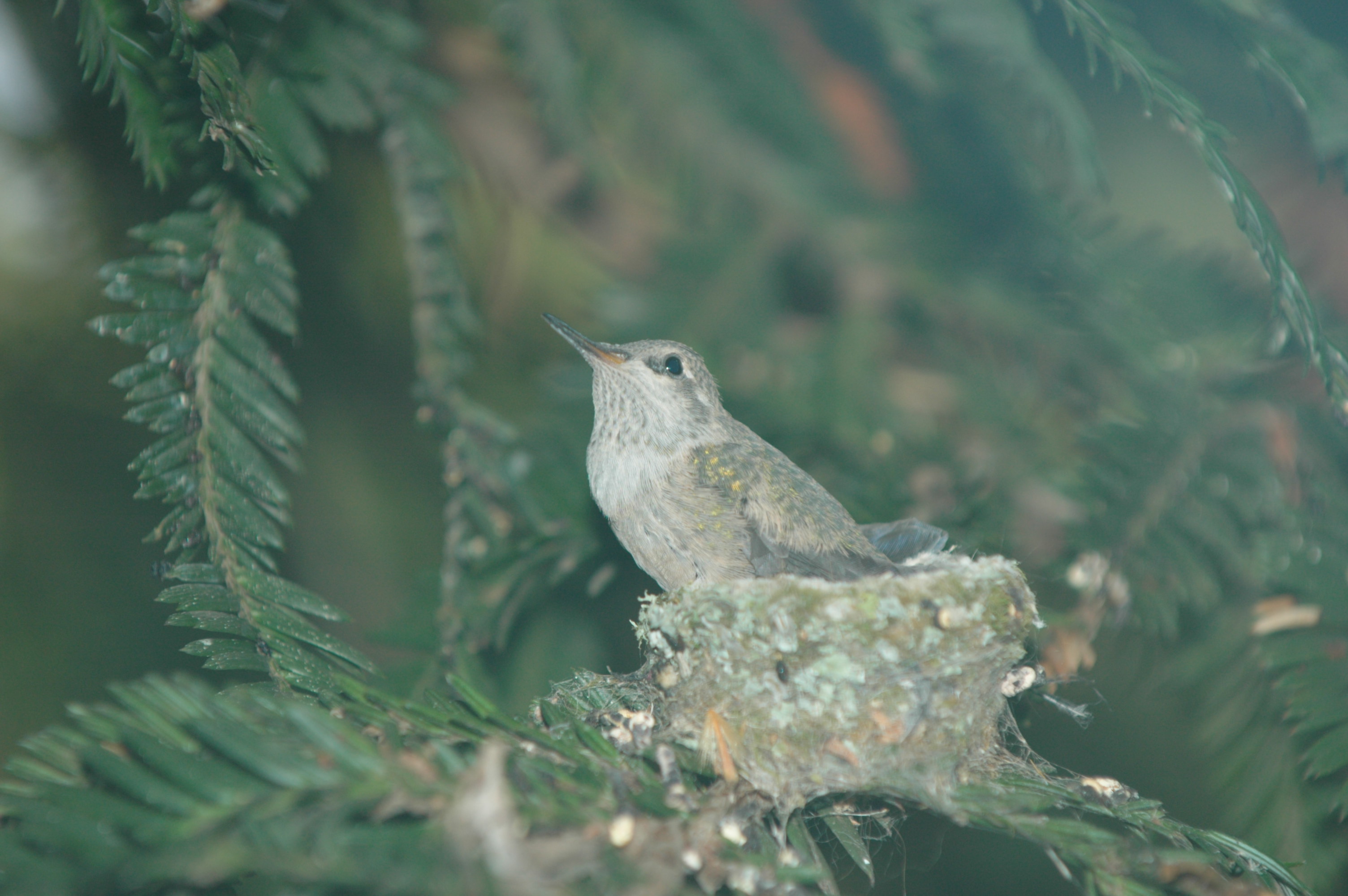 Cover of Bird Nest Book
