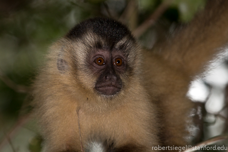 Capuchin Monkeys